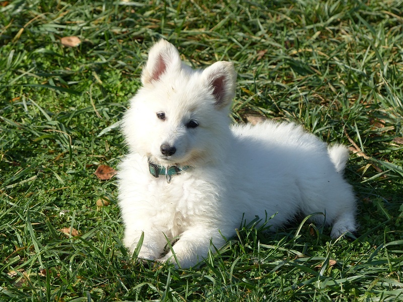 des Ecuries du Conti - Berger Blanc Suisse - Portée née le 02/08/2014