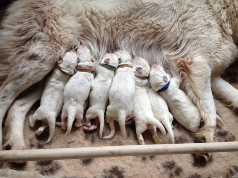 des Ecuries du Conti - Berger Blanc Suisse - Portée née le 23/12/2014