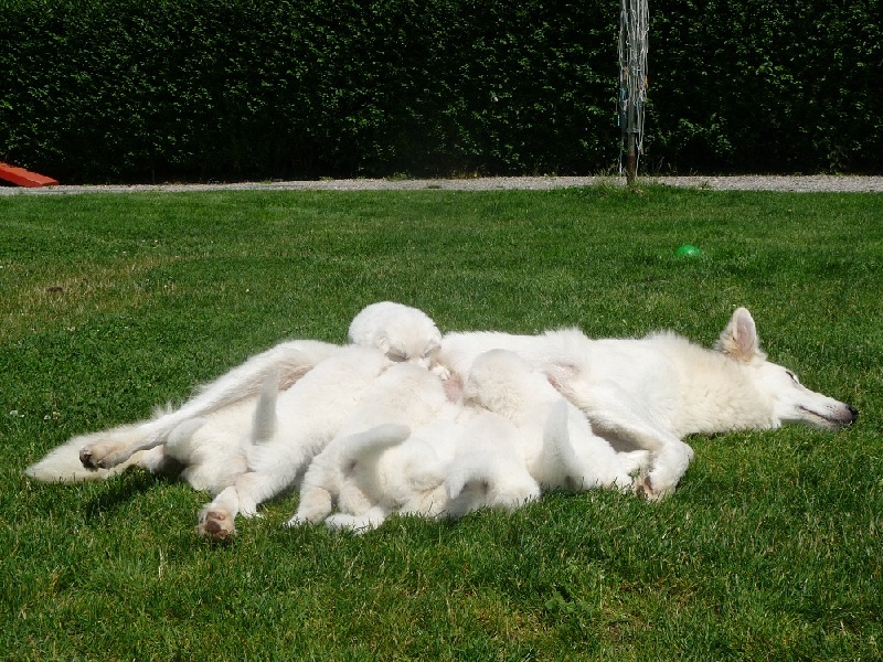des Ecuries du Conti - Berger Blanc Suisse - Portée née le 10/06/2012