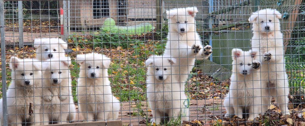 Chiot Berger Blanc Suisse des Ecuries du Conti
