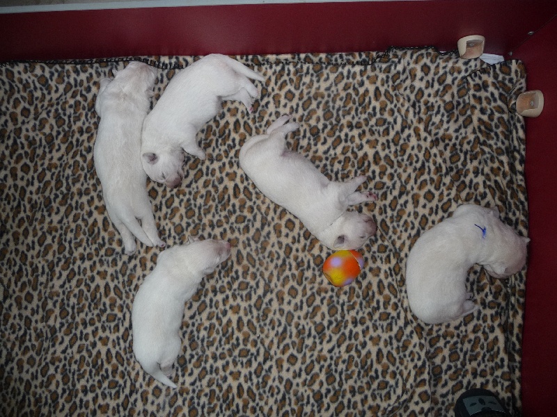 des Ecuries du Conti - Berger Blanc Suisse - Portée née le 29/01/2010