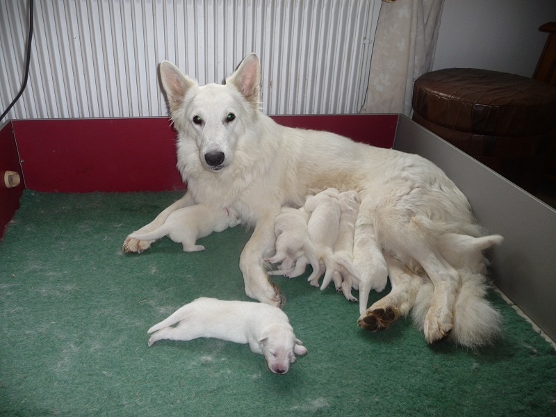 des Ecuries du Conti - Berger Blanc Suisse - Portée née le 04/10/2013