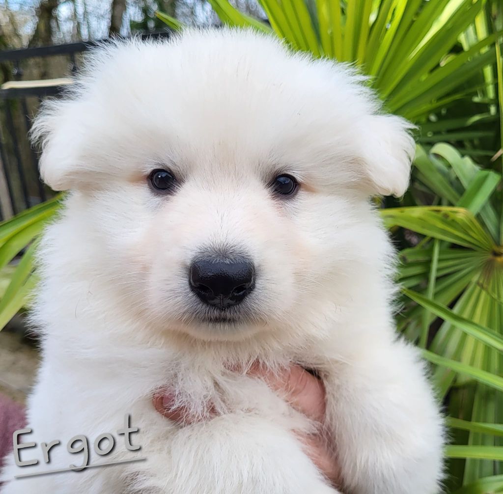 des Ecuries du Conti - Chiots disponibles - Berger Blanc Suisse