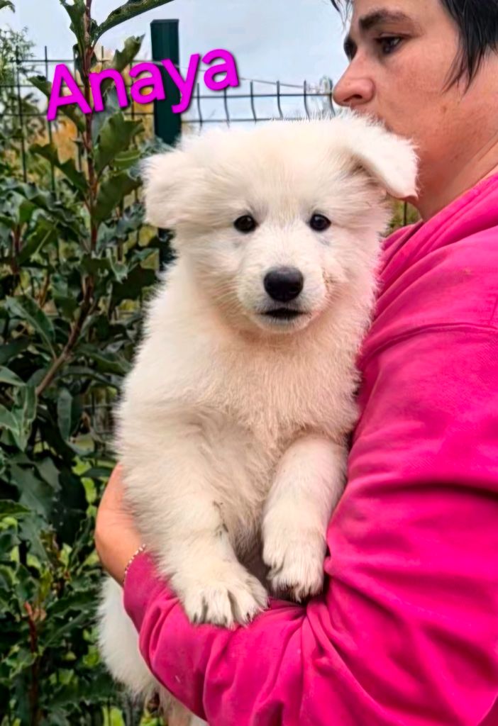 des Ecuries du Conti - Chiots disponibles - Berger Blanc Suisse